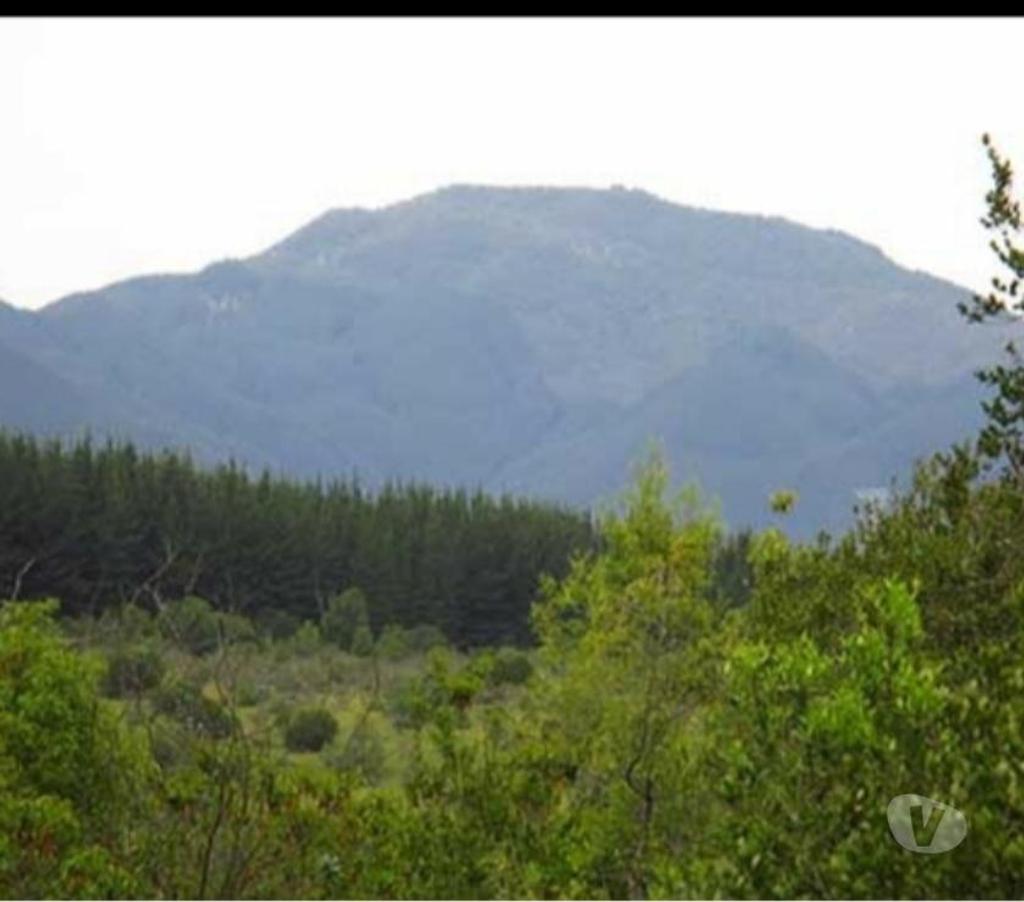 Parcelas en Venta Talca Pelarco - Fotos de PARCELA CON EUCALIPTOS EN SECTOR LIBUENO ,PELARCO