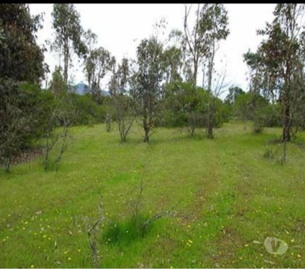 Parcelas en Venta Talca Pelarco - Fotos de PARCELA CON EUCALIPTOS EN SECTOR LIBUENO ,PELARCO