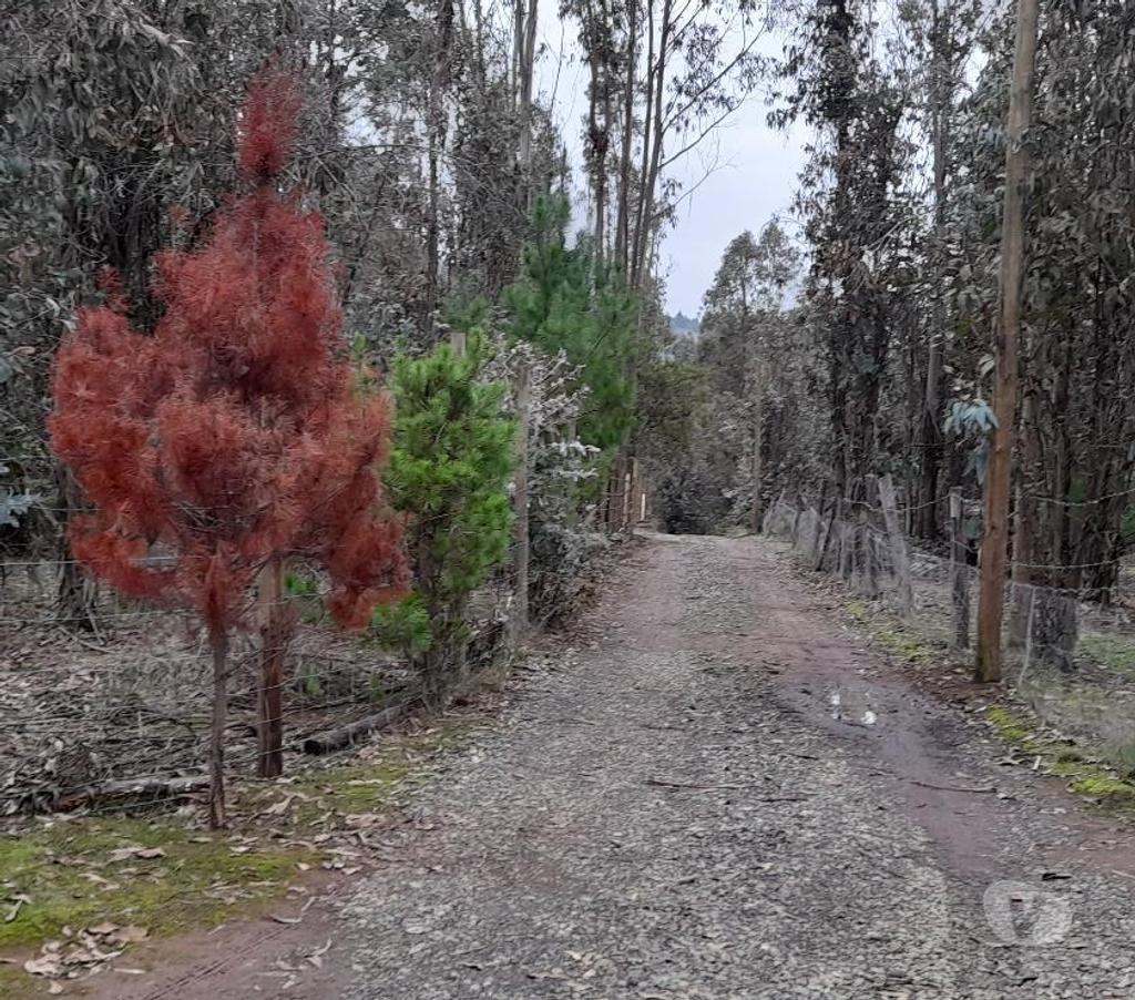 Parcelas en Venta Talca Pelarco - Fotos de PARCELA CON EUCALIPTOS EN SECTOR LIBUENO ,PELARCO