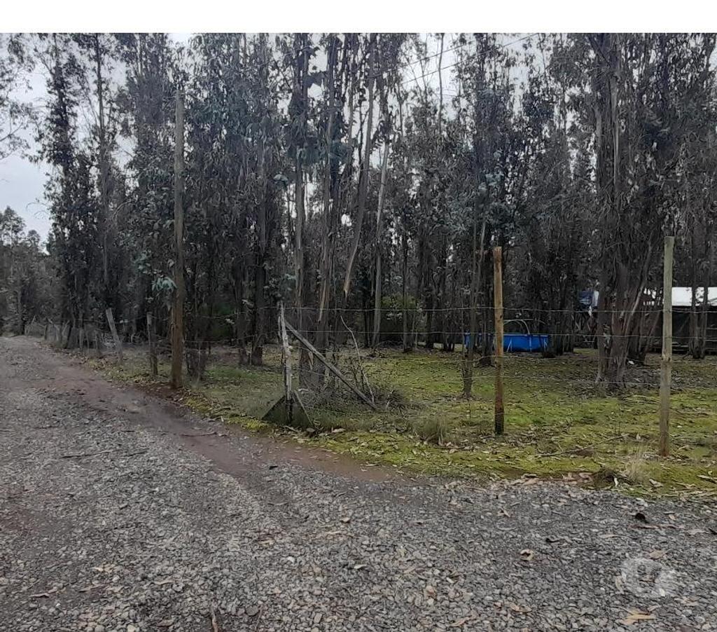Parcelas en Venta Talca Pelarco - Fotos de PARCELA CON EUCALIPTOS EN SECTOR LIBUENO ,PELARCO