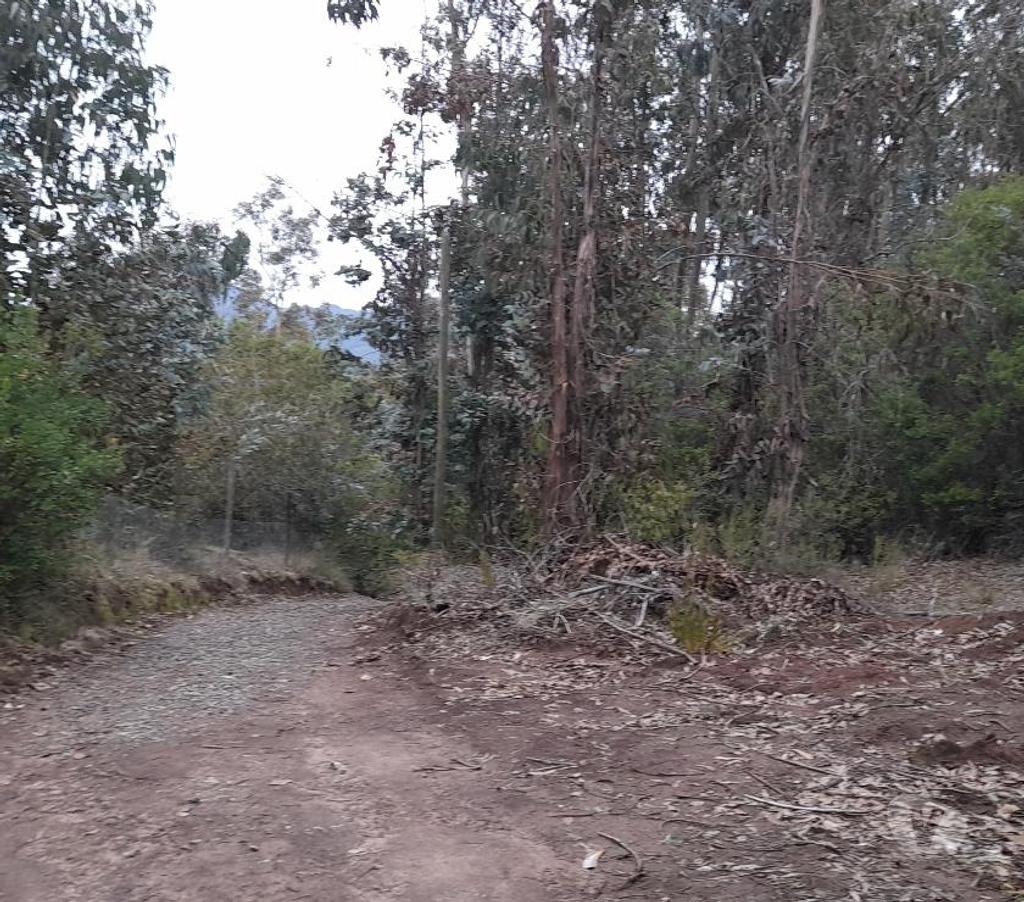 Parcelas en Venta Talca Pelarco - Fotos de PARCELA CON EUCALIPTOS EN SECTOR LIBUENO ,PELARCO
