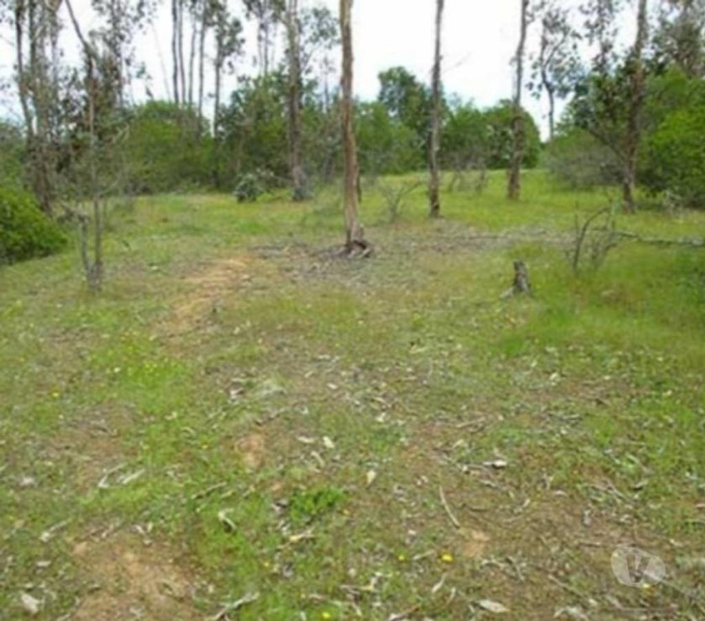 Parcelas en Venta Talca Pelarco - Fotos de PARCELA CON EUCALIPTOS EN SECTOR LIBUENO ,PELARCO