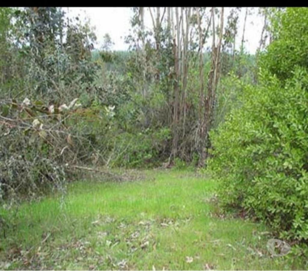 Parcelas en Venta Talca Pelarco - Fotos de PARCELA CON EUCALIPTOS EN SECTOR LIBUENO ,PELARCO
