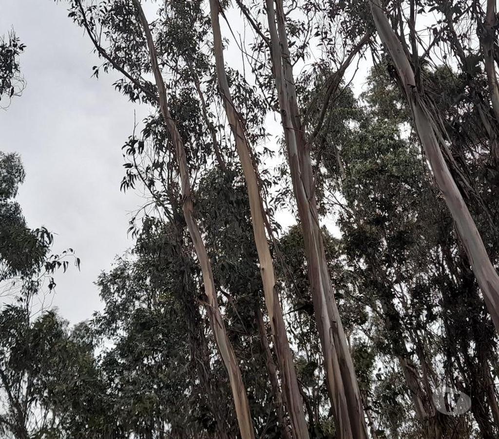 Parcelas en Venta Talca Pelarco - Fotos de PARCELA CON EUCALIPTOS EN SECTOR LIBUENO ,PELARCO