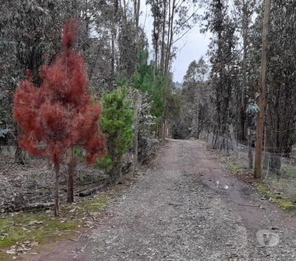 Parcelas en venta Pelarco Talca - Fotos de PARCELA CON EUCALIPTOS EN SECTOR LIBUENO ,PELARCO