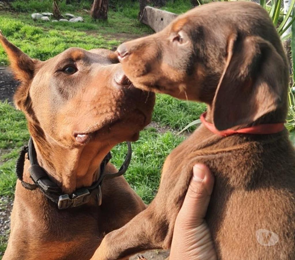 Gatos en Venta Melipilla Melipilla - Fotos de Caxhorros Doberman