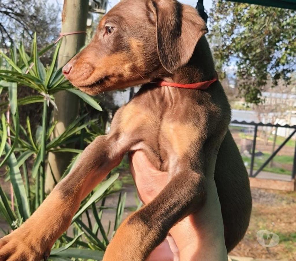 Gatos en Venta Melipilla Melipilla - Fotos de Caxhorros Doberman