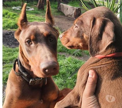 Mascotas en Chile Melipilla Melipilla - Fotos de Caxhorros Doberman