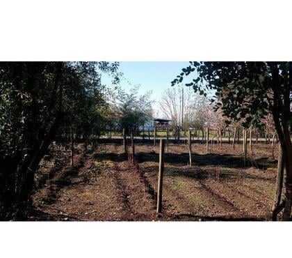 Parcelas en Venta Longav Linares - Fotos de Linda parcela con casa de madera, galpón y huerto.