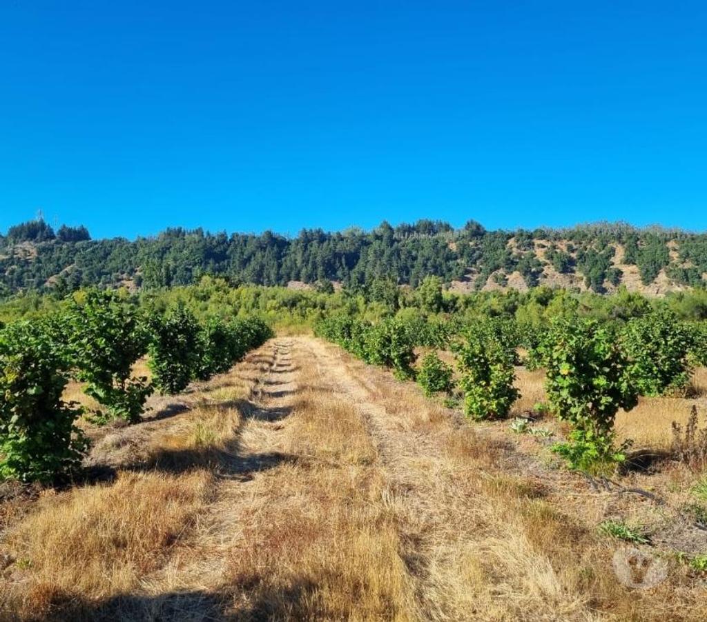 Venta de Haciendas Bío-Bío Santa Bárbara - Fotos de Muy Barato Campo 135 hás en Santa Bárbara-Región Biobío