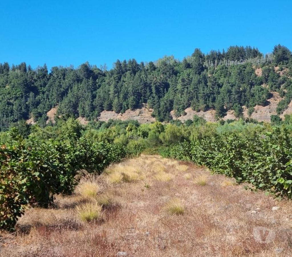 Venta de Haciendas Bío-Bío Santa Bárbara - Fotos de Muy Barato Campo 135 hás en Santa Bárbara-Región Biobío