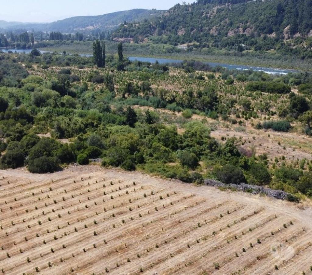 Venta de Haciendas Bío-Bío Santa Bárbara - Fotos de Muy Barato Campo 135 hás en Santa Bárbara-Región Biobío