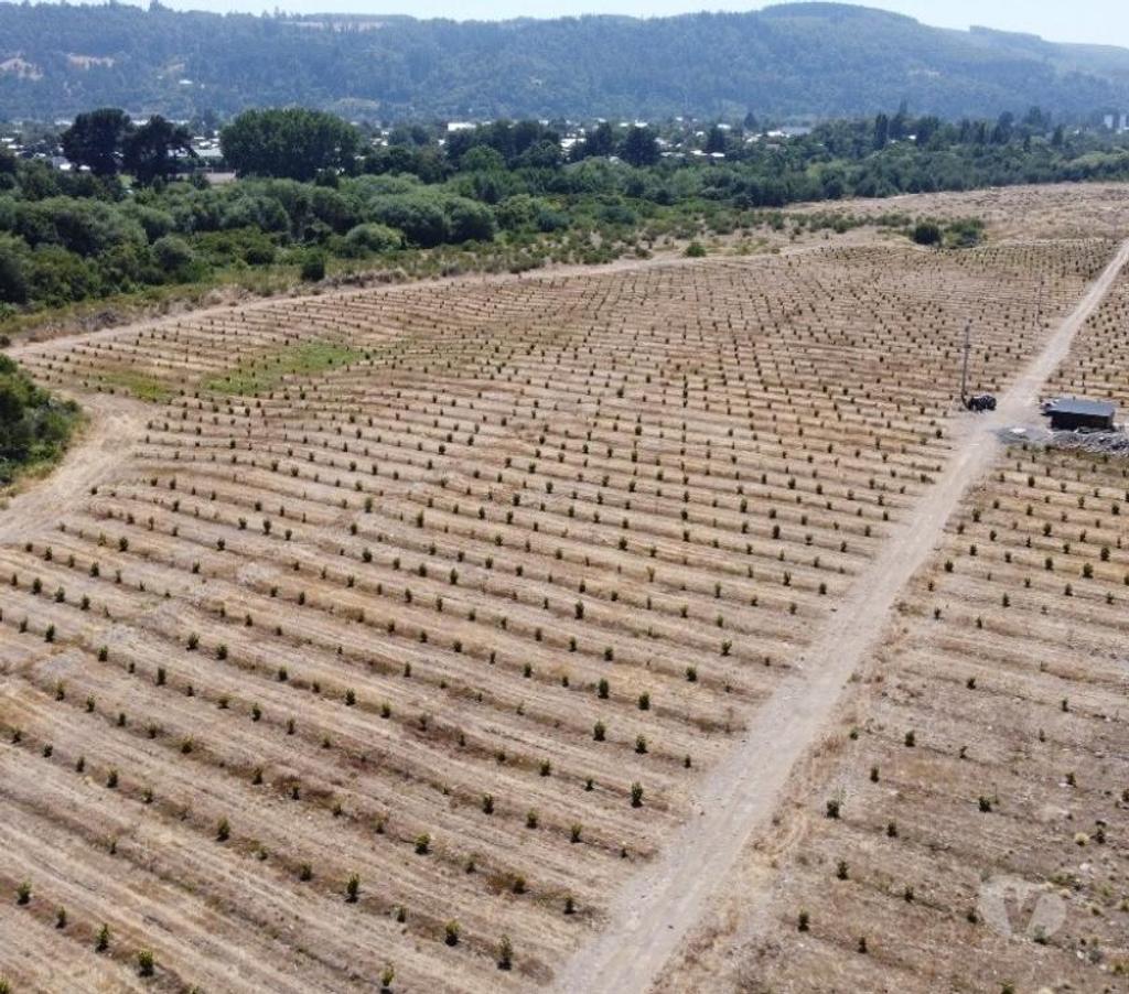 Venta de Haciendas Bío-Bío Santa Bárbara - Fotos de Muy Barato Campo 135 hás en Santa Bárbara-Región Biobío