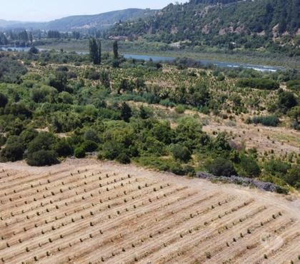 Fundos en Venta Santa Bárbara Bío-Bío - Fotos de Muy Barato Campo 135 hás en Santa Bárbara-Región Biobío