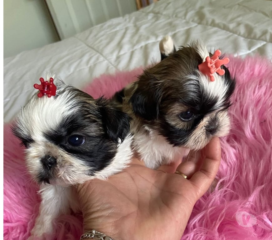 Gatos en Venta Santiago Maipú - Fotos de Hermosos Shih tzu