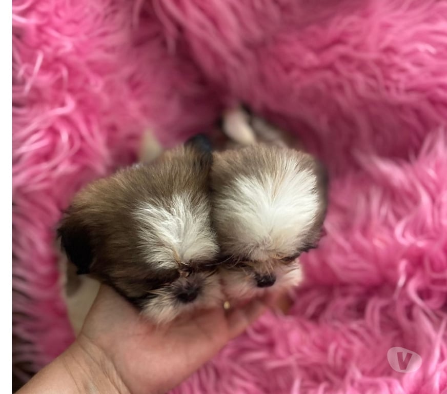 Gatos en Venta Santiago Maipú - Fotos de Hermosos Shih tzu