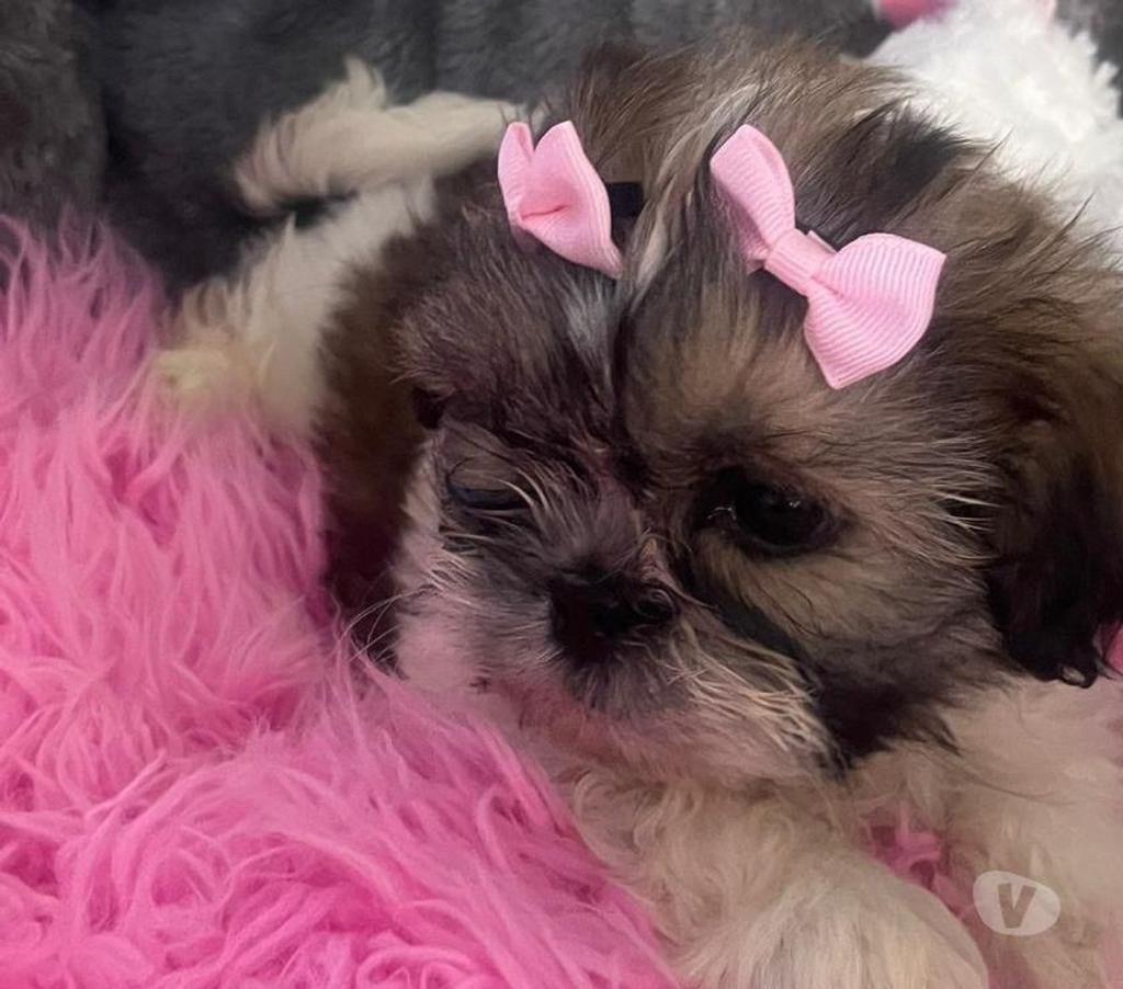 Gatos en Venta Santiago Maipú - Fotos de Hermosos Shih tzu