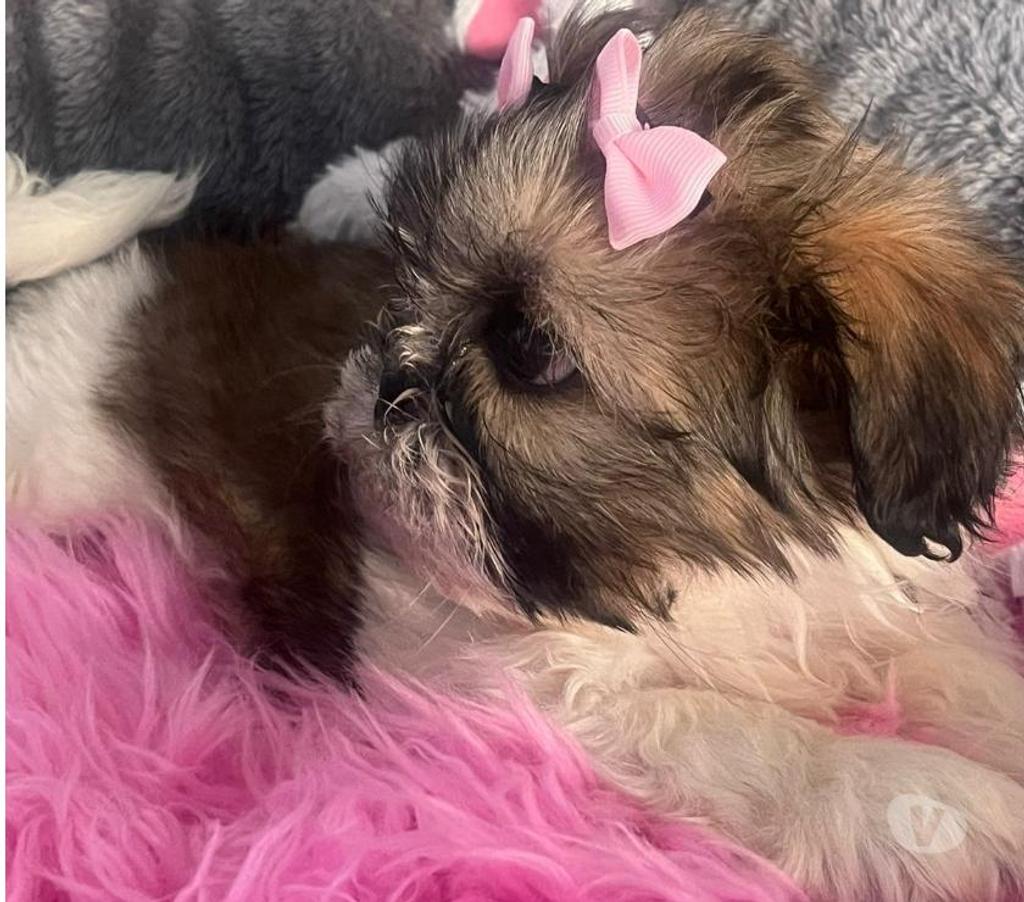 Gatos en Venta Santiago Maipú - Fotos de Hermosos Shih tzu