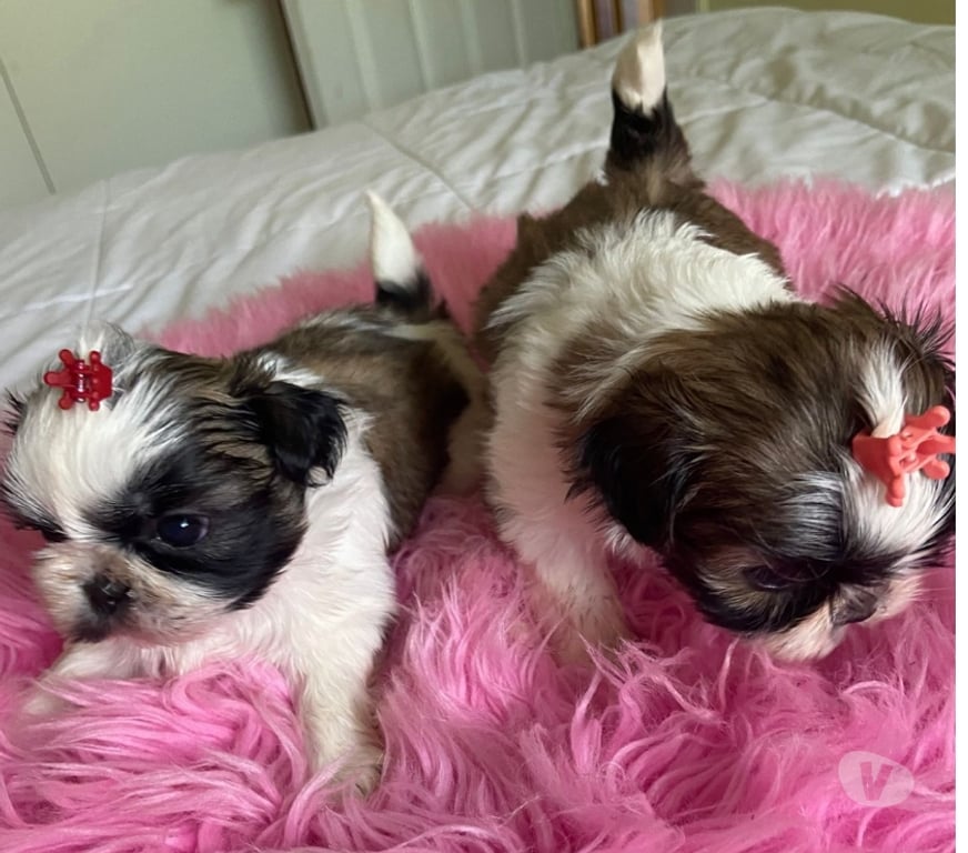 Gatos en Venta Santiago Maipú - Fotos de Hermosos Shih tzu