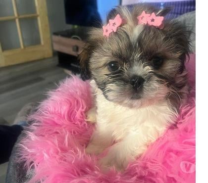 Mascotas en Venta Maipú Santiago - Fotos de Hermosos Shih tzu