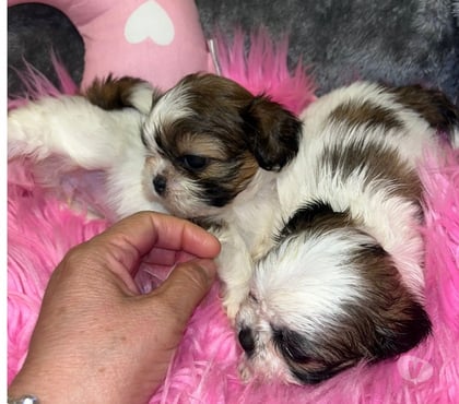 Mascotas en Venta Maipú Santiago - Fotos de Hermosos Shih tzu