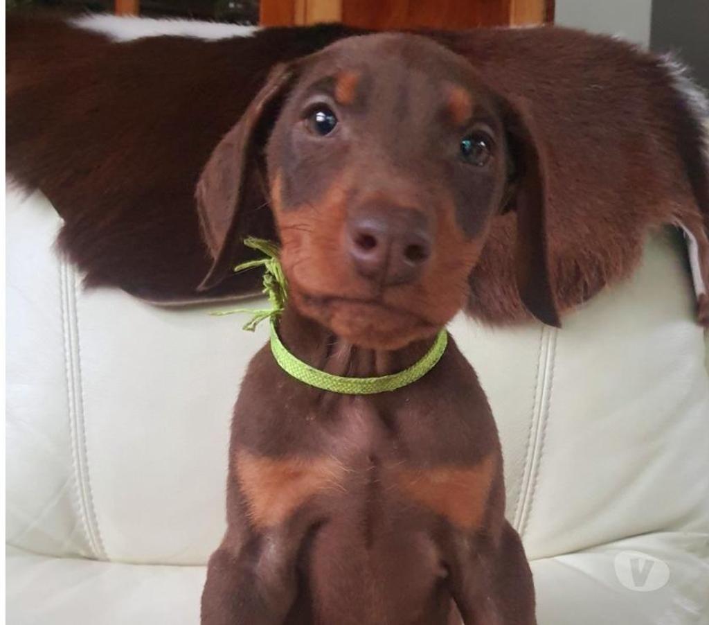Gatos en Venta Melipilla Melipilla - Fotos de Cachorros Doberman