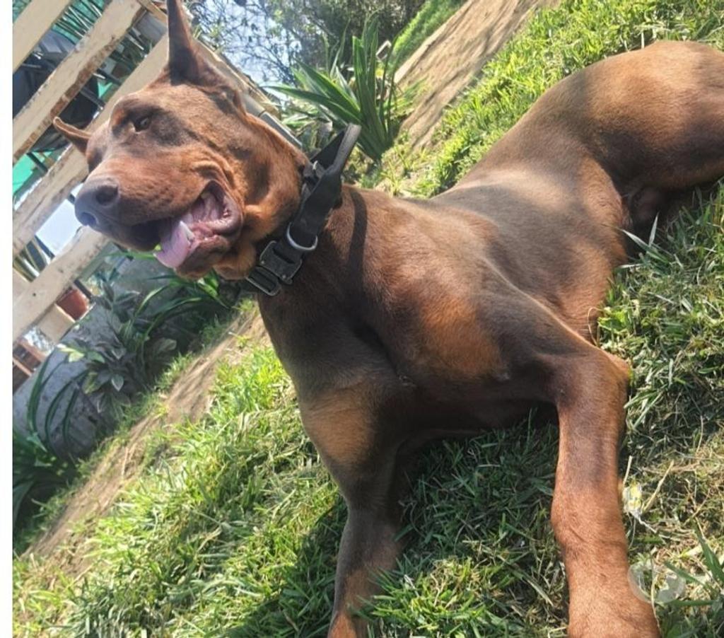 Gatos en Venta Melipilla Melipilla - Fotos de Cachorros Doberman