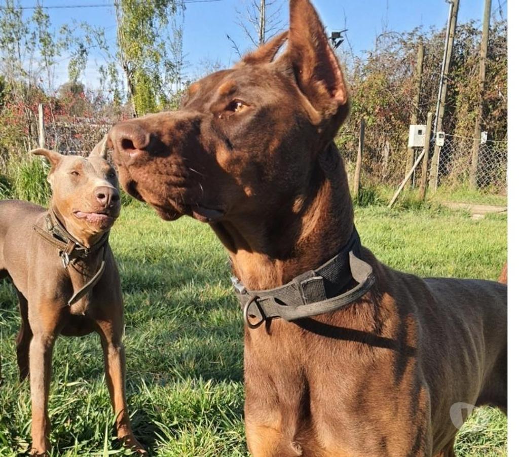 Gatos en Venta Melipilla Melipilla - Fotos de Cachorros Doberman