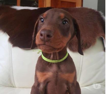 Gatos en Venta Melipilla Melipilla - Fotos de Cachorros Doberman