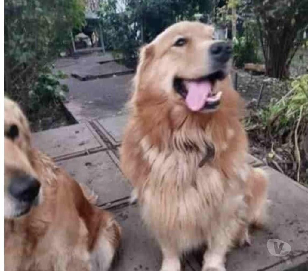 Gatos en Venta Maipo Paine - Fotos de Cachorros golden retriever padres inscritos 495.000