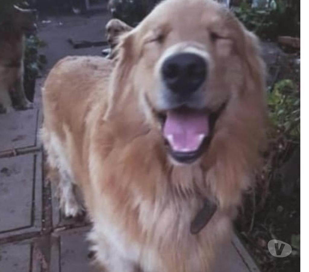 Gatos en Venta Maipo Paine - Fotos de Cachorros golden retriever padres inscritos 495.000