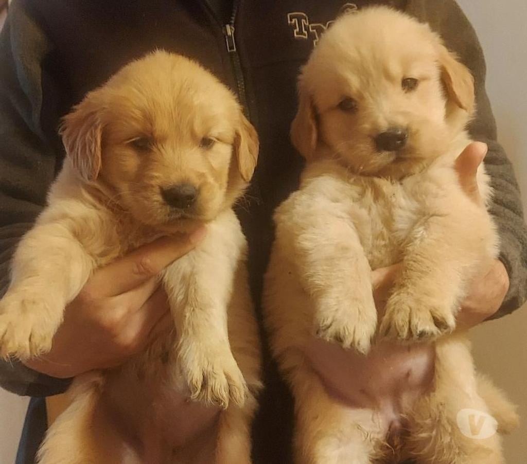Gatos en Venta Maipo Paine - Fotos de Cachorros golden retriever padres inscritos 495.000