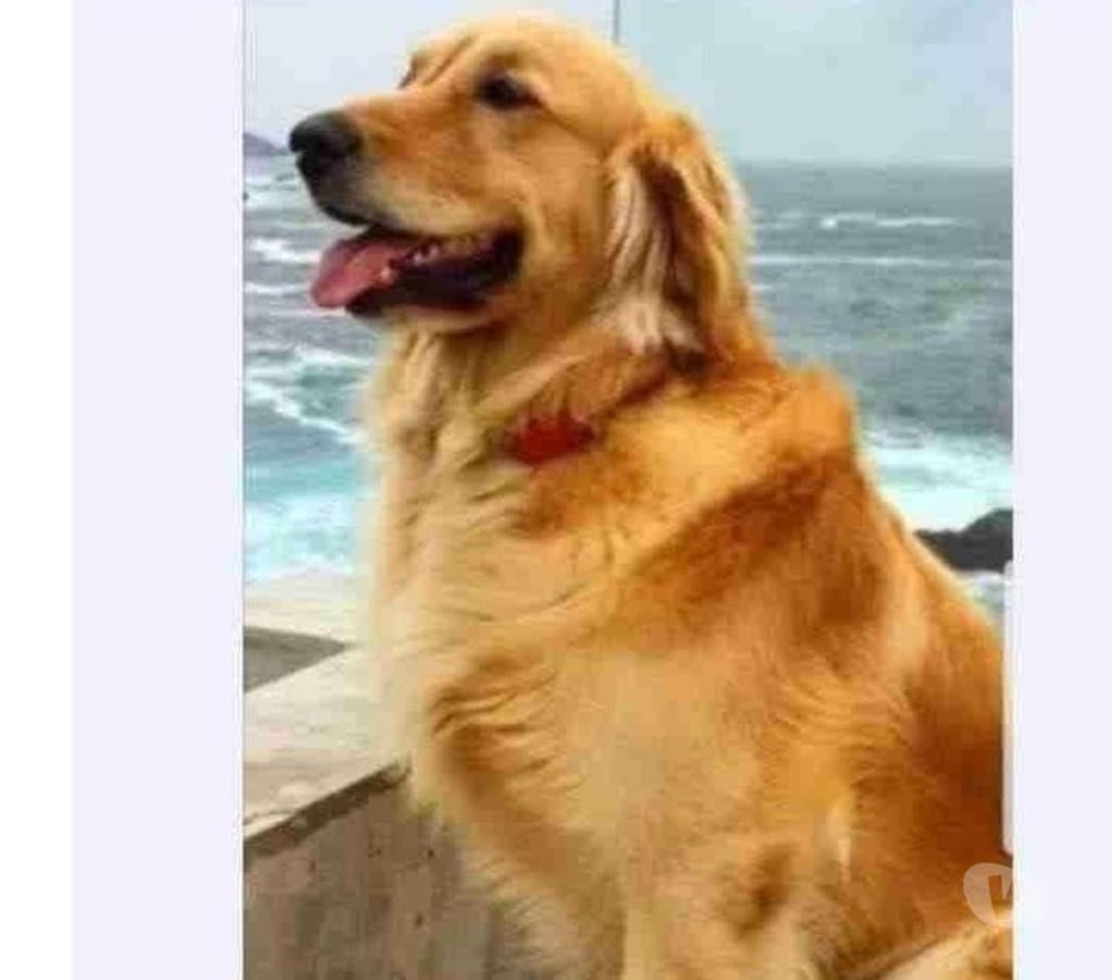 Gatos en Venta Maipo Paine - Fotos de Cachorros golden retriever padres inscritos 495.000