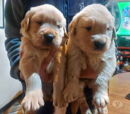 Gatos en Venta Paine Maipo - Fotos de Cachorros golden retriever padres inscritos 495.000