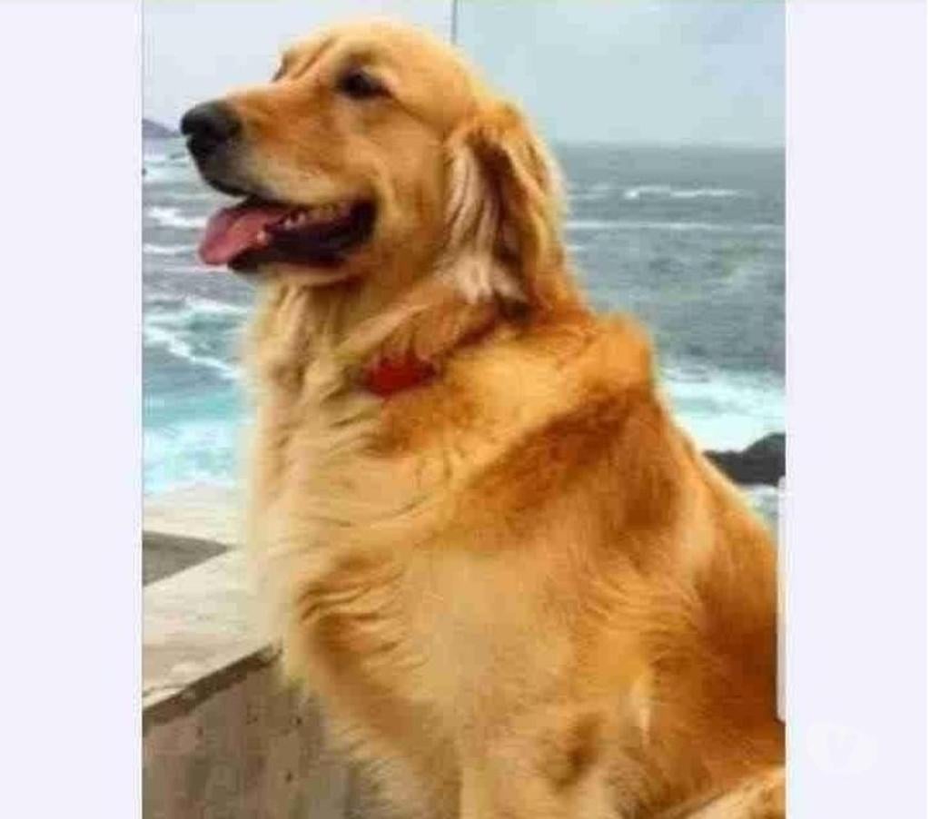 Gatos en Venta Maipo Paine - Fotos de Cachorros golden retriever padres inscritos vis45000000