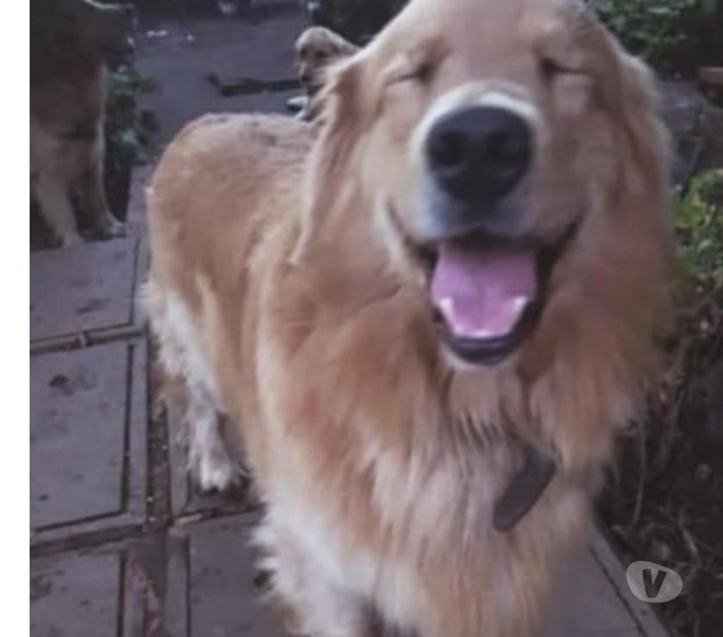Gatos en Venta Maipo Paine - Fotos de Cachorros golden retriever padres inscritos vis45000000