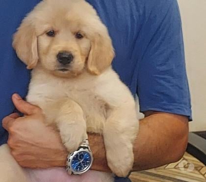 Gatos en Venta Paine Maipo - Fotos de Cachorros golden retriever padres inscritos vis45000000