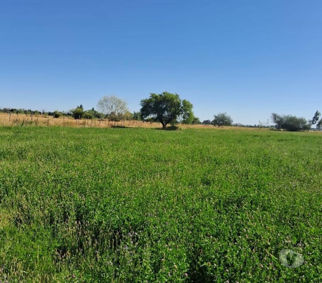 Parcelas en Venta Linares Villa Alegre - Fotos de Parc. Agrícola. Plana d Riego La Finca. 2.5 km. Ruta 5 Sur