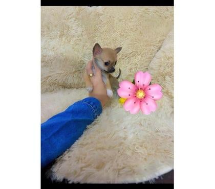Gatos en Venta La Cisterna Santiago - Fotos de Hermosas chihuahuas hembritas