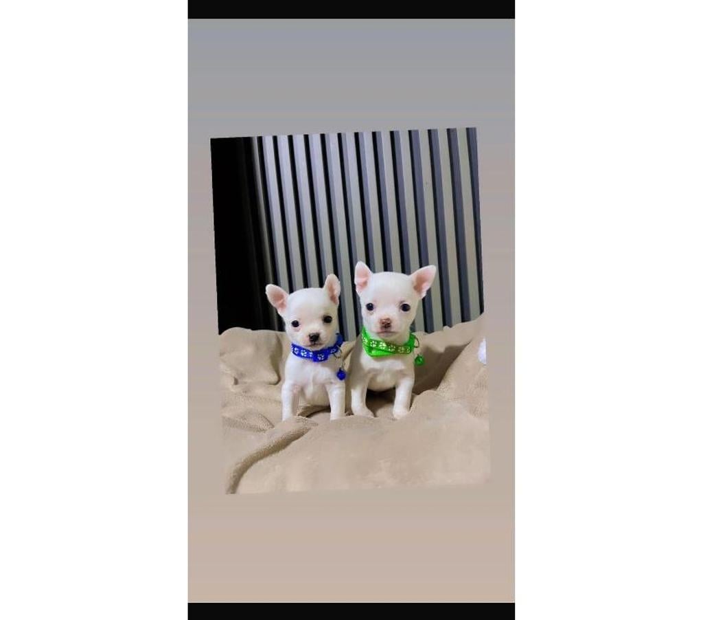 Gatos en Venta Santiago La Cisterna - Fotos de Hermos@s chihuahuas manzana blanquita H y M
