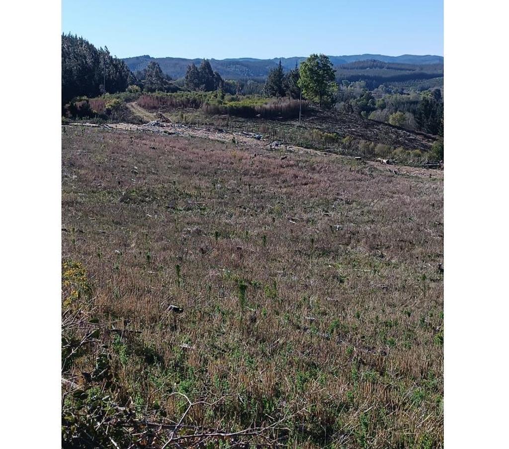 Parcelas en Venta Ñuble Cobquecura - Fotos de Quile, Pullay, Cobquecura.