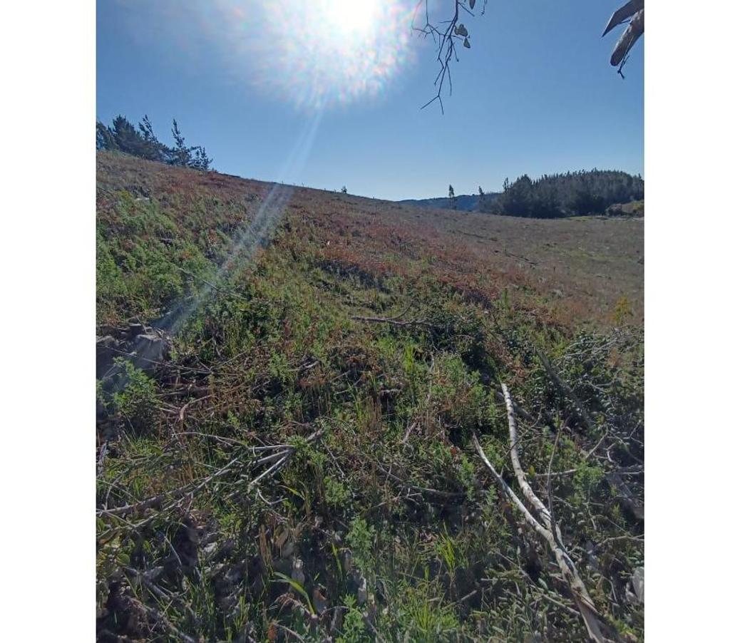 Parcelas en Venta Ñuble Cobquecura - Fotos de Quile, Pullay, Cobquecura.