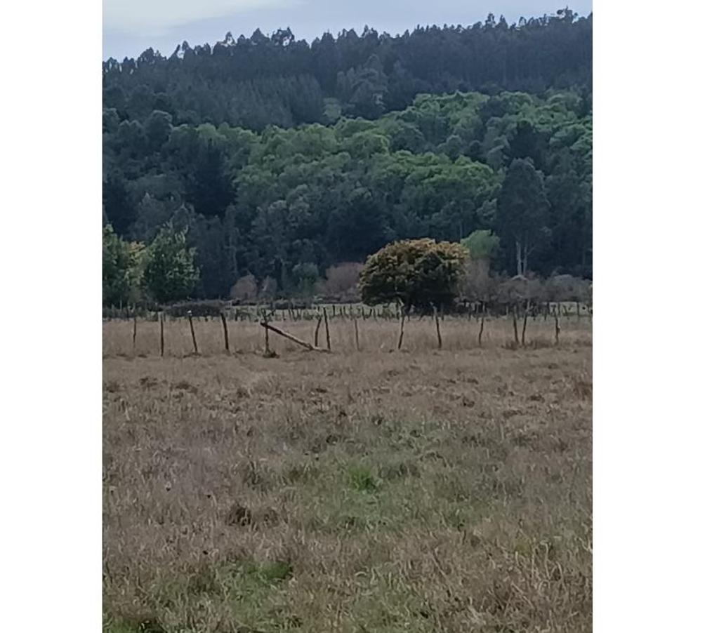 Parcelas en Venta Ñuble Cobquecura - Fotos de Talcamavida, Buchupureo.