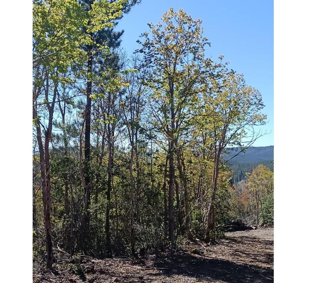 Parcelas en Venta Cauquenes Pelluhue - Fotos de Monte Redondo, Pelluhue