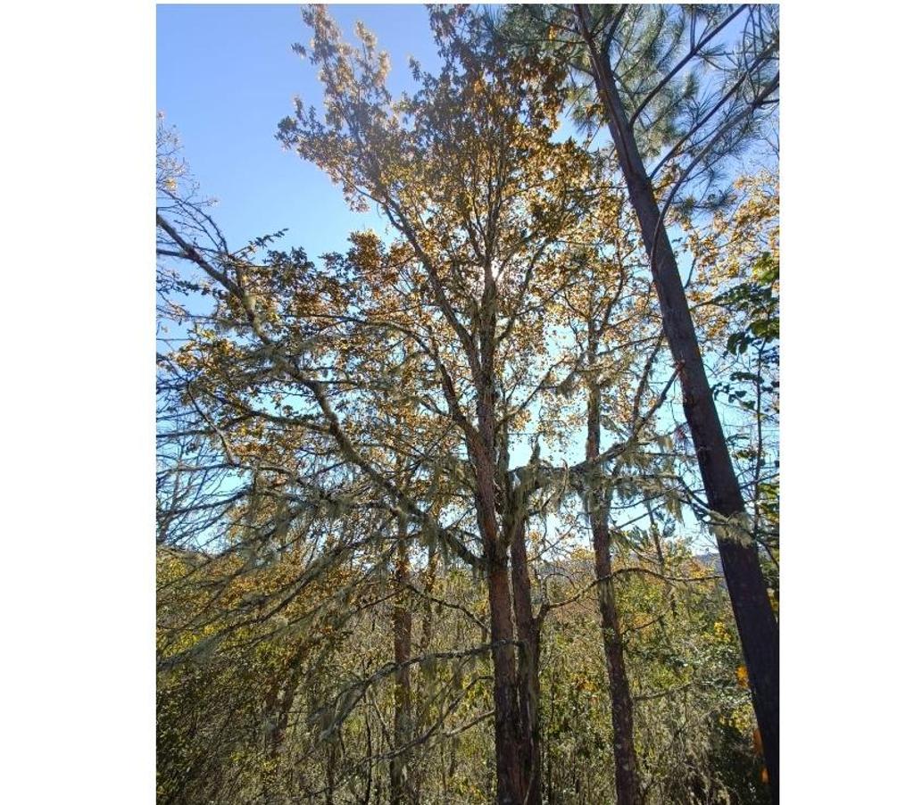 Parcelas en Venta Cauquenes Pelluhue - Fotos de Monte Redondo, Pelluhue