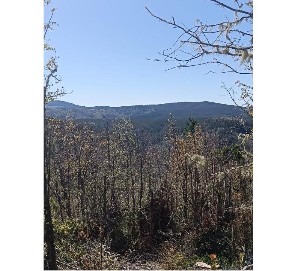 Parcelas en Venta Cauquenes Pelluhue - Fotos de Monte Redondo, Pelluhue