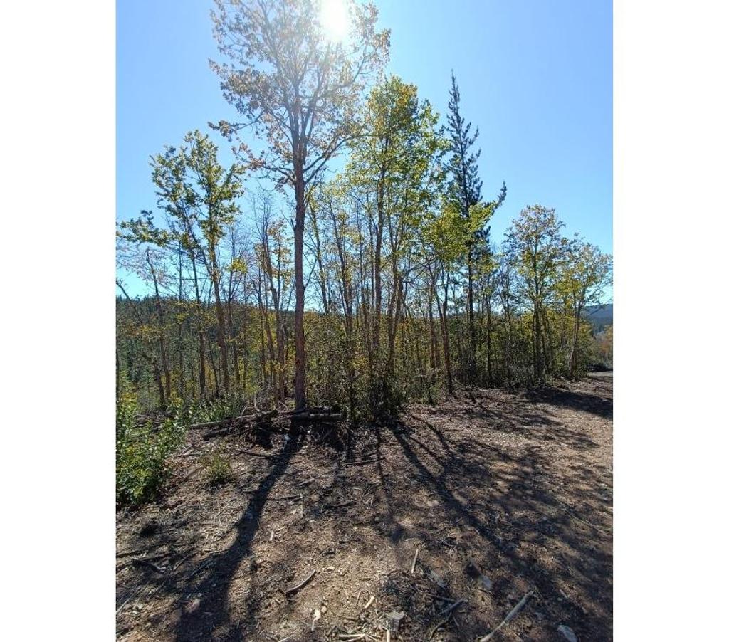 Parcelas en Venta Cauquenes Pelluhue - Fotos de Monte Redondo, Pelluhue