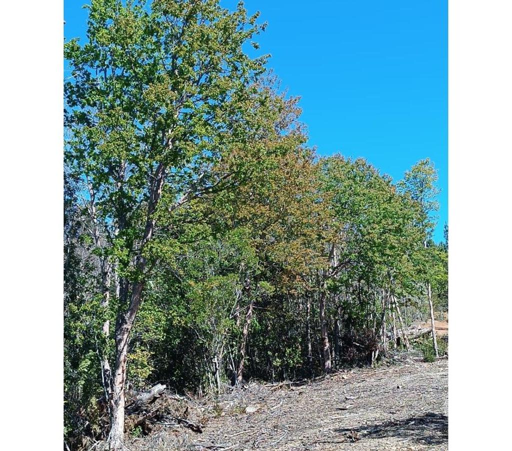 Parcelas en Venta Cauquenes Pelluhue - Fotos de Monte Redondo, Pelluhue