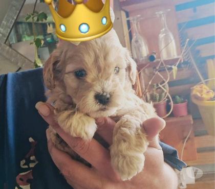 Venta de Mascotas Melipilla Melipilla - Fotos de Maltipoo enanos
