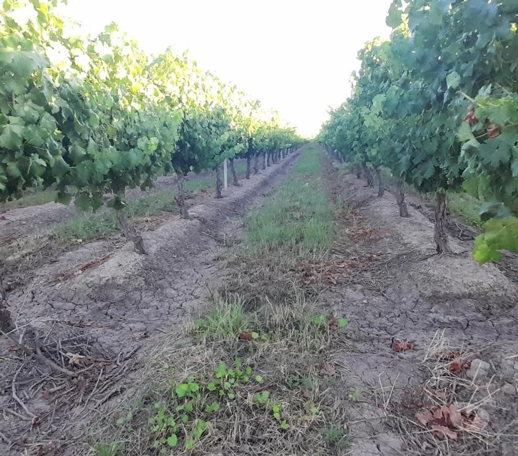 Parcelas en Venta Colchagua Palmilla - Fotos de Vendo 18 hectáreas aptas para subdividir sector El Huique
